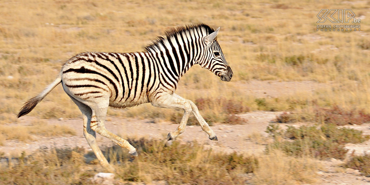 Etosha - Jonge zebra  Stefan Cruysberghs